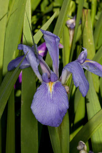 Iris giganticaerulea #9